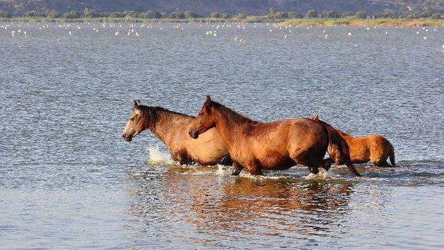 Aydın’da Yaban Atlarının Sayımı Yapıldı