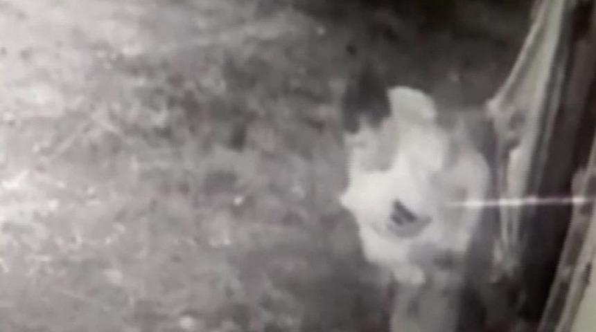 İnek Hırsızları Jandarmaya Yakalandı