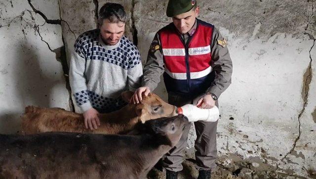 İnek Hırsızları Jandarmaya Yakalandı