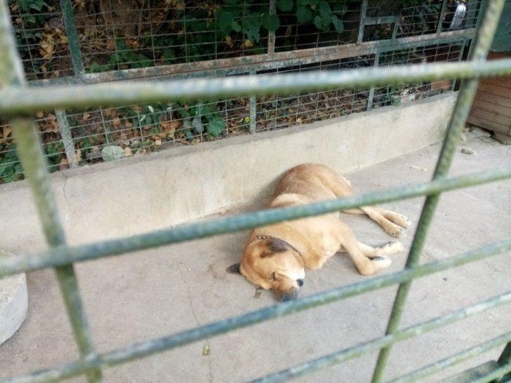 Adnan Oktar’ın Kedicikleri Gitti, Villanın Önündeki Köpek Kaldı G1