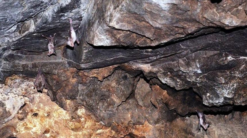Dere Yatağındaki Mağara Yarasaların Yuvası Oldu
