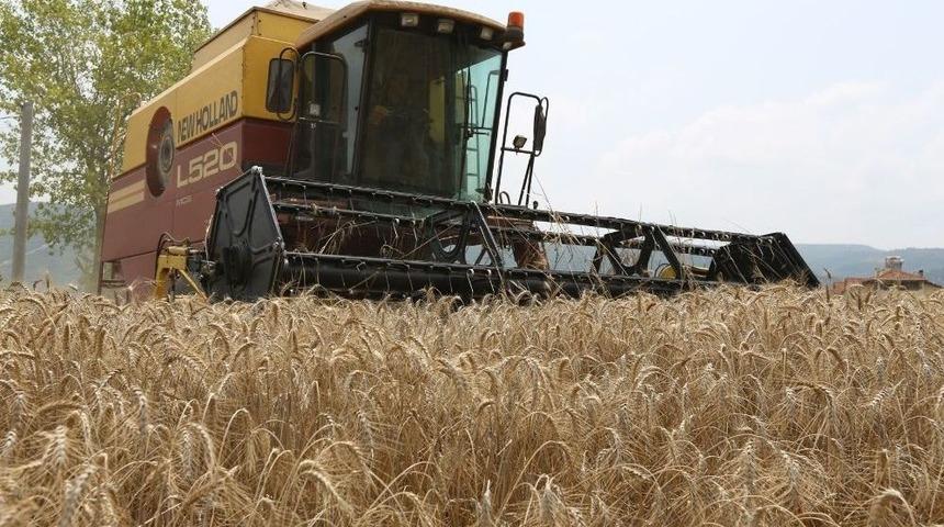 Nilüfer’de Ekolojik Buğday