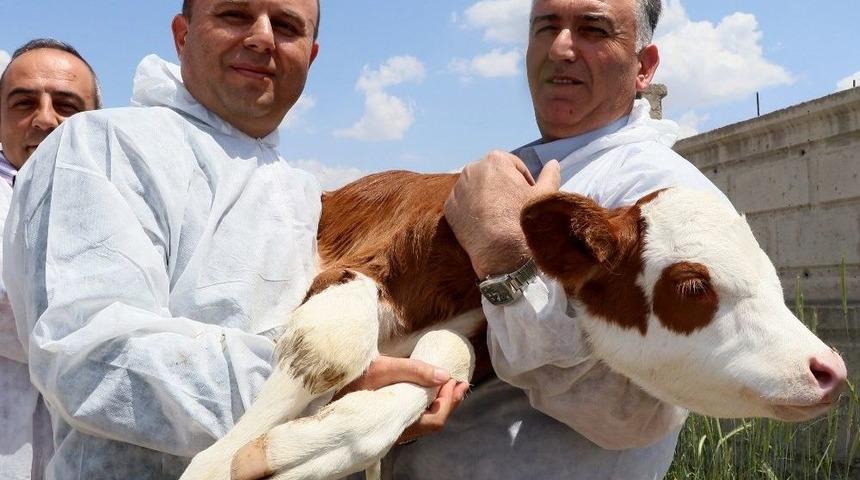 (özel Haber) Aksaray’da Buzağı Ölümleri 2 Yılda Yüzde 50 Oranında Geriledi