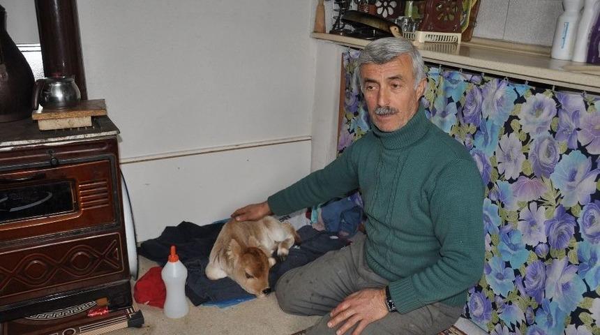 Premat&uuml;re Buzağıyı Evinde Besliyor