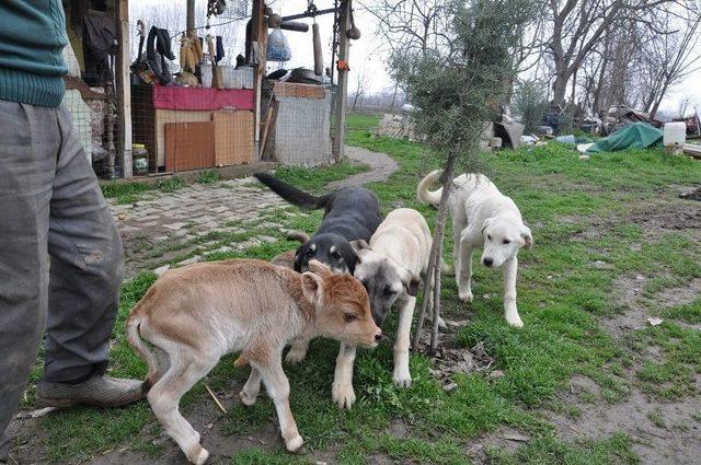 Prematüre Buzağıyı Evinde Besliyor