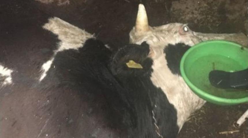 Elektrik Ka&ccedil;ağı Hayvanları Telef Etti