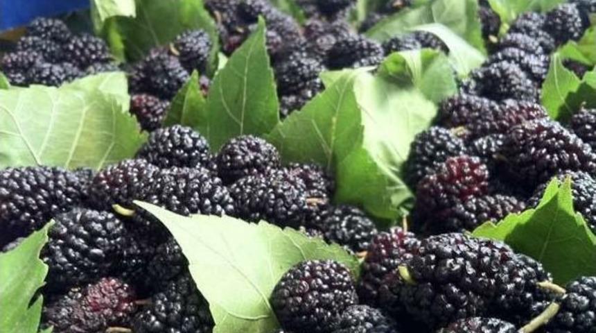 Cilt Maskesi Olarak Kullanılan Karadut Tezgahlarda Yerini Aldı