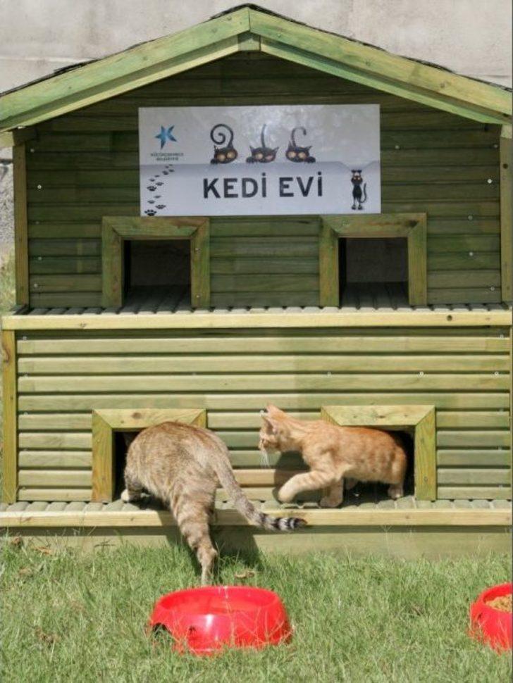 Küçükçekmece’de Soğuk Kış Günlerinde Minik Dostlar Unutulmadı G5