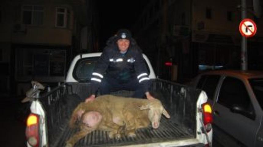 Şehre İnen Koyun Zabıtayı Peşine Taktı