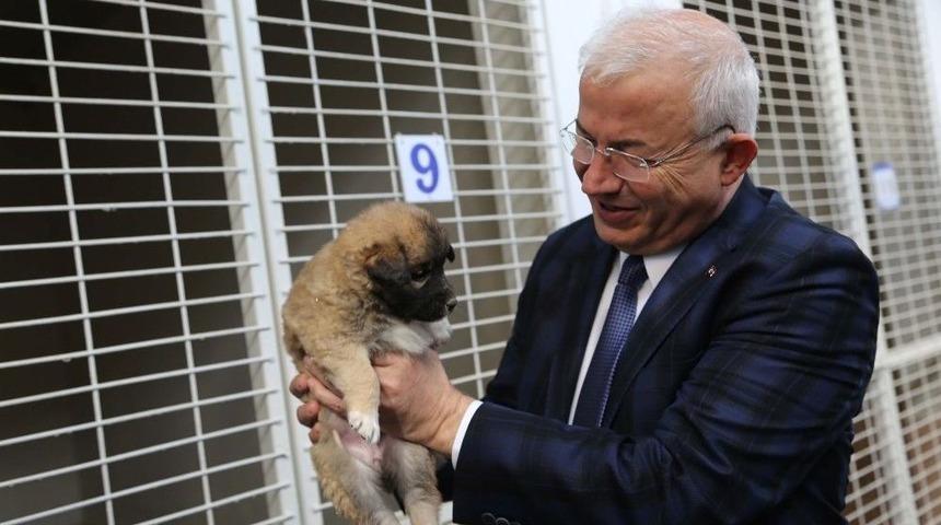 Torbalı&rsquo;da Sokak Hayvanlarına 5 Yıldızlı Bakım Evi