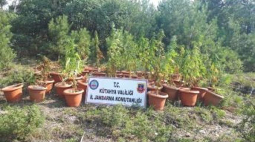 Jandarma&rsquo;dan Uyuşturucu Operasyonu