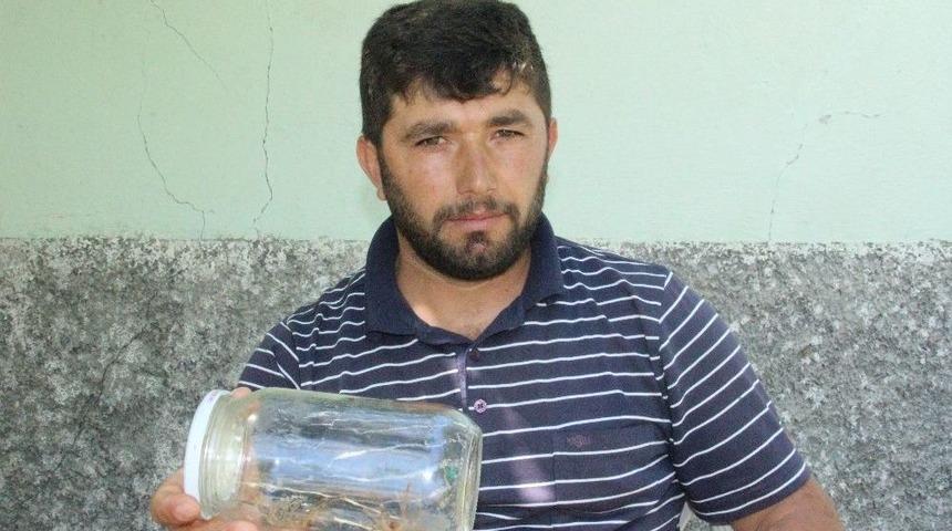 Et Yiyen Örümceği Işıkla Avlıyorlar