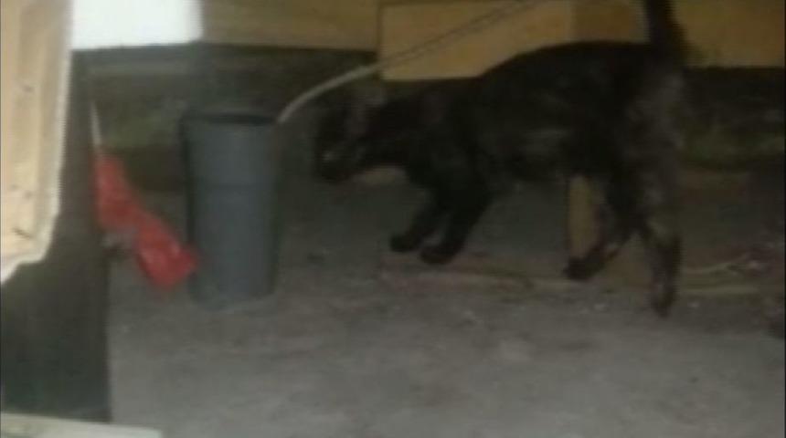 Yavru Kedileri Halatla Kurtardı