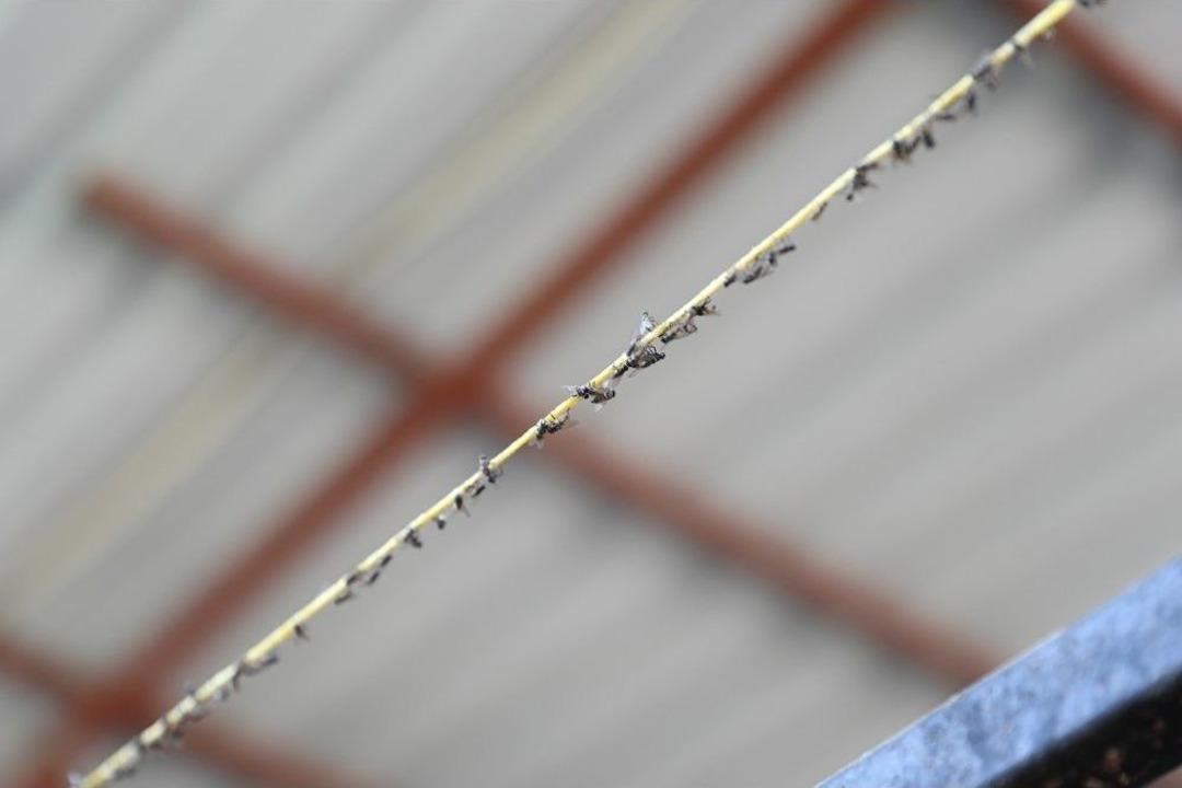 Kara Sinekle M&uuml;cadelede T&uuml;rkiye&rsquo;de Bir İlk