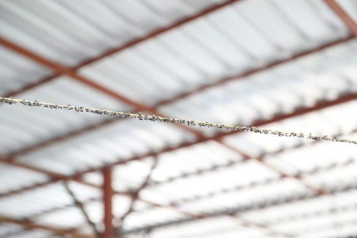 Kara Sinekle Mücadelede Türkiye’de Bir İlk G5