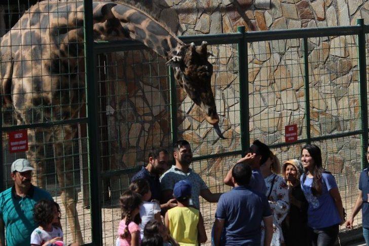 Ziyaretçilerin Zürafa İle Fotoğraf Keyfi G1