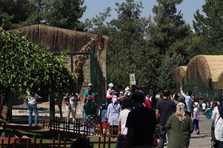 Ziyaretçilerin Zürafa İle Fotoğraf Keyfi G3