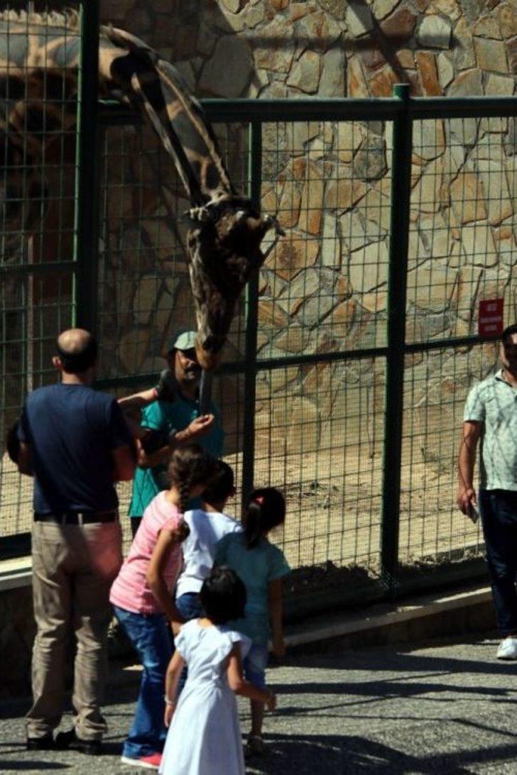 Ziyaretçilerin Zürafa İle Fotoğraf Keyfi G5