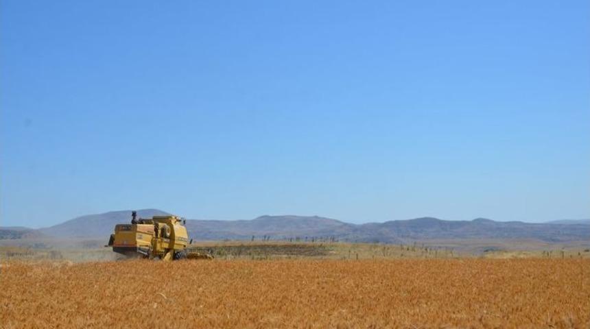 Arguvan’da Sarı Bursa Buğdayı Ekildi