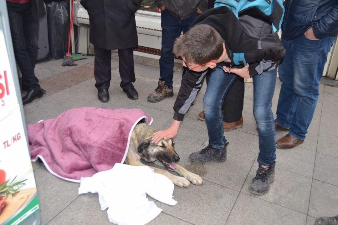 Can &Ccedil;ekişen K&ouml;peğe İlk M&uuml;dahale Vatandaşlardan Geldi