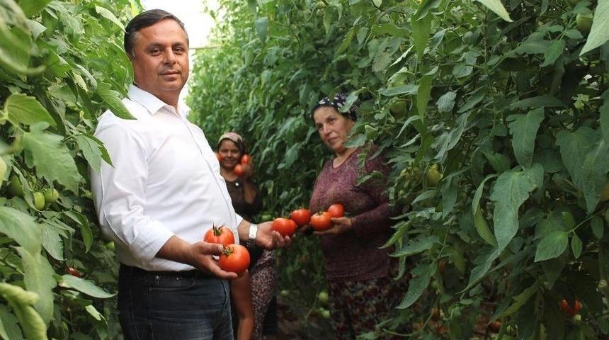 &Ccedil;al&rsquo;da 3 Yıl &Ouml;nce Başlatılan &Ouml;rt&uuml; Altı Seracılık Meyvelerini Vermeye Başladı