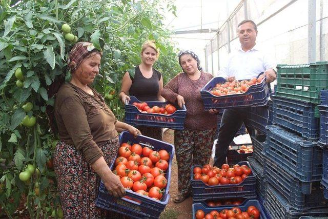 Çal’da 3 Yıl Önce Başlatılan Örtü Altı Seracılık Meyvelerini Vermeye Başladı