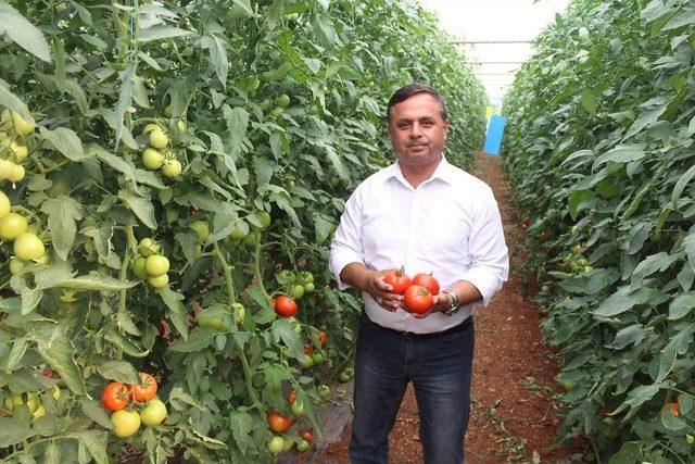 Çal’da 3 Yıl Önce Başlatılan Örtü Altı Seracılık Meyvelerini Vermeye Başladı