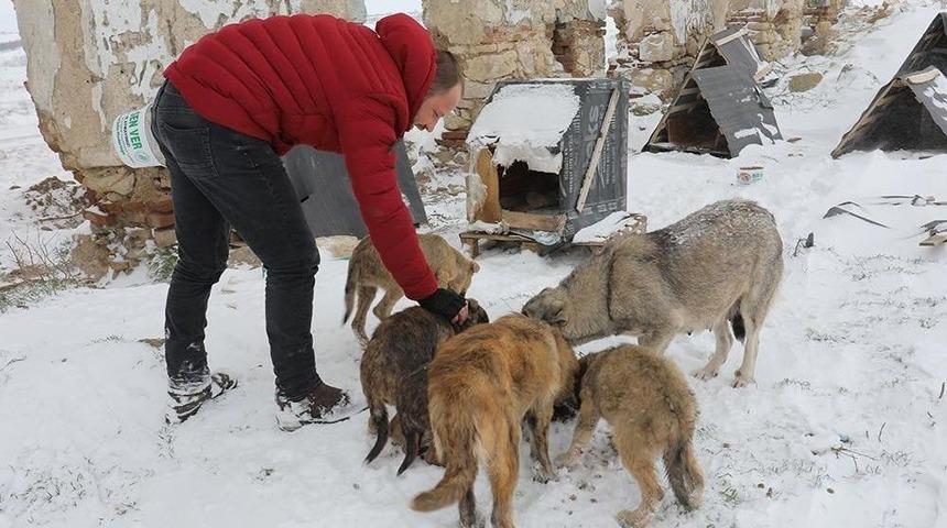 Sokak Hayvanlarını Kara Kışta Da Yalnız Bırakmadılar