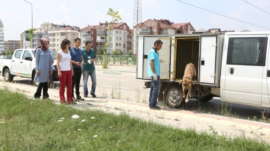 Sokak K&ouml;pekleri Tedavinin Ardından Doğal Yaşama Alanlarına Kavuştular