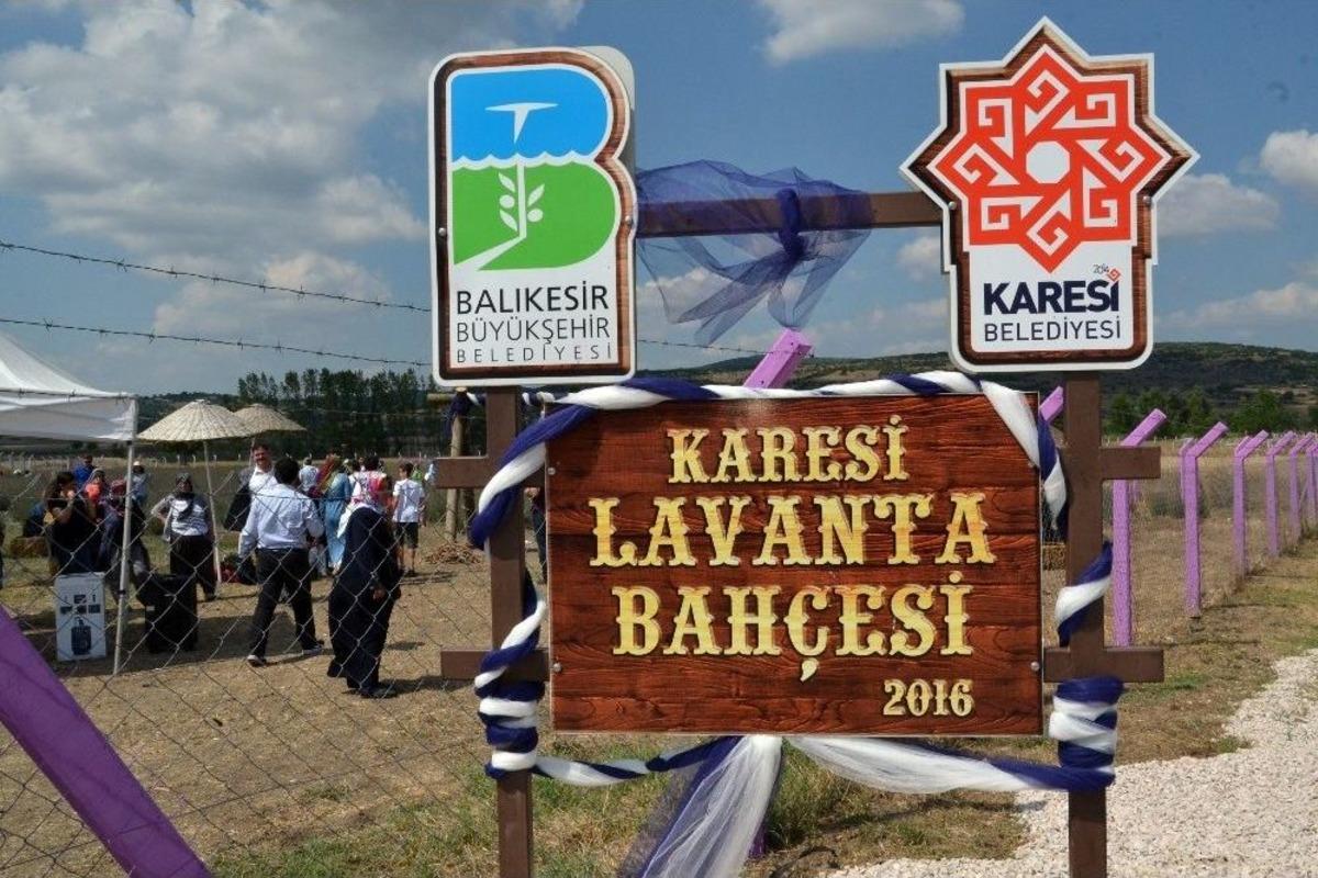 Karesi&rsquo;de Lavanta Hasadı Yapıldı