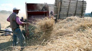 Çiftçilerin Hububat Hasadı Mesaisi