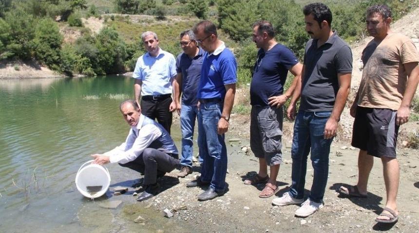 Göl Ve Göletlere 90 Bin Sazan Balığı Yavrusu Bırakıldı