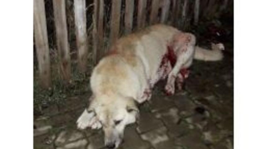 T&uuml;fekle Vurulan K&ouml;pek İl&ccedil;eyi Ayağa Kaldırdı