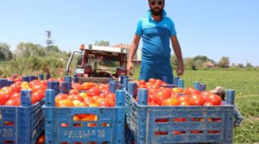 Bafra&rsquo;da Yetişen Domates T&uuml;keticinin İmdadına Yetişti