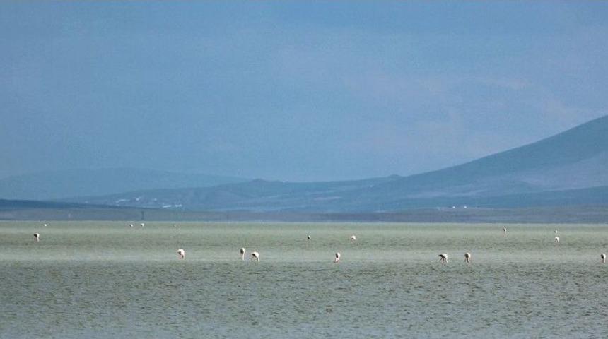 Seyfe G&ouml;l&uuml;nde Kuş Hareketliliği