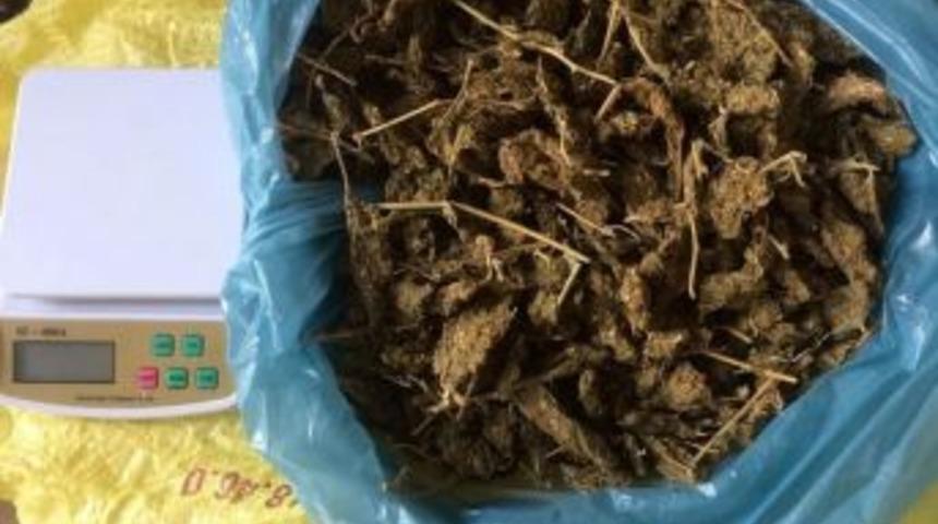 Arı Kovanından Uyuşturucu Çıktı