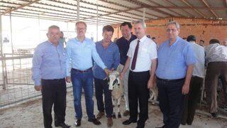 Tavas’ta Koyun Yetiştiricilerine 42 Baş Koç Dağıtıldı