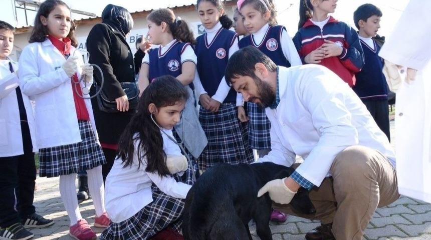 K&uuml;&ccedil;&uuml;k Veteriner Hekimler Hayvan Barınağında