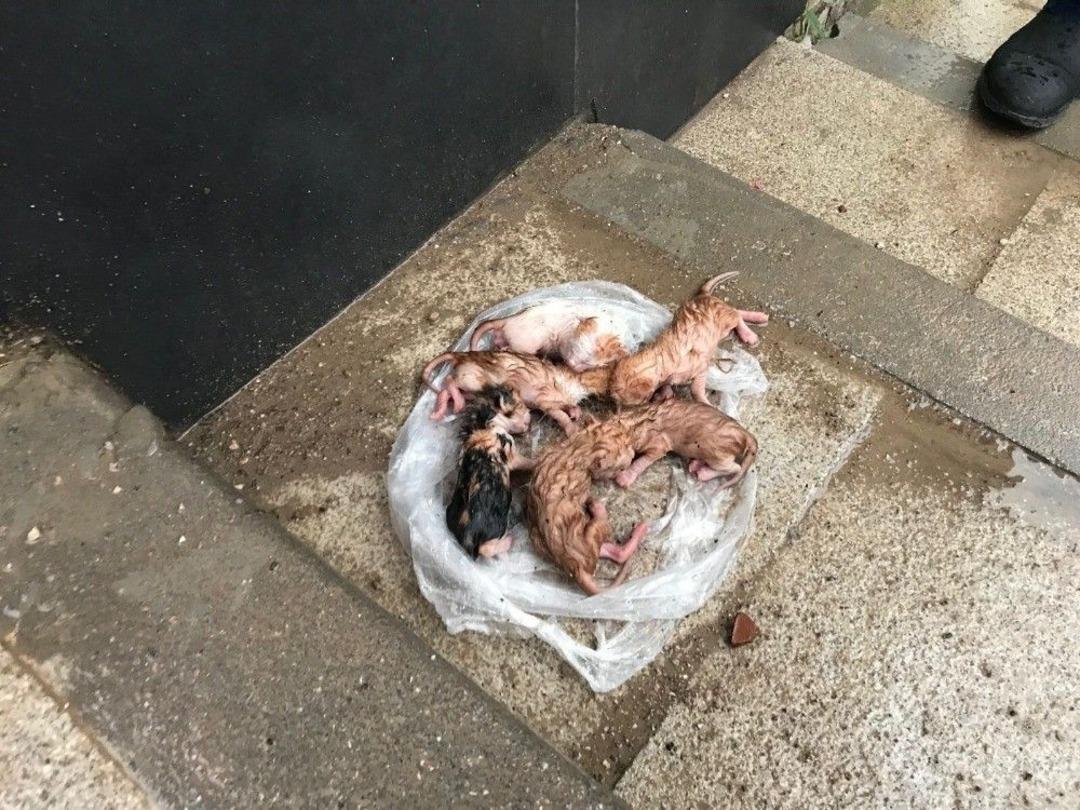 Yavru Kedileri Temizlik İş&ccedil;isinin Dikkati Kurtardı