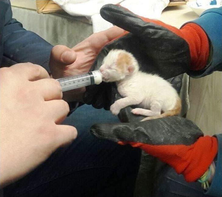 Yavru Kedileri Temizlik İşçisinin Dikkati Kurtardı G1