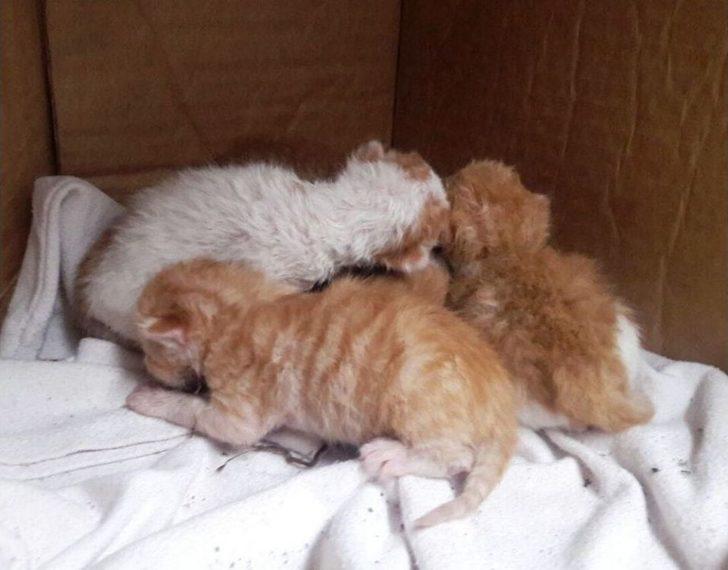 Yavru Kedileri Temizlik İşçisinin Dikkati Kurtardı G3