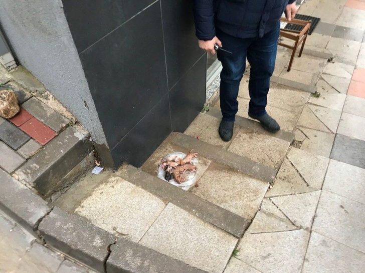 Yavru Kedileri Temizlik İşçisinin Dikkati Kurtardı G4