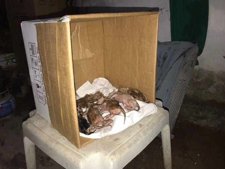 Yavru Kedileri Temizlik İşçisinin Dikkati Kurtardı G5