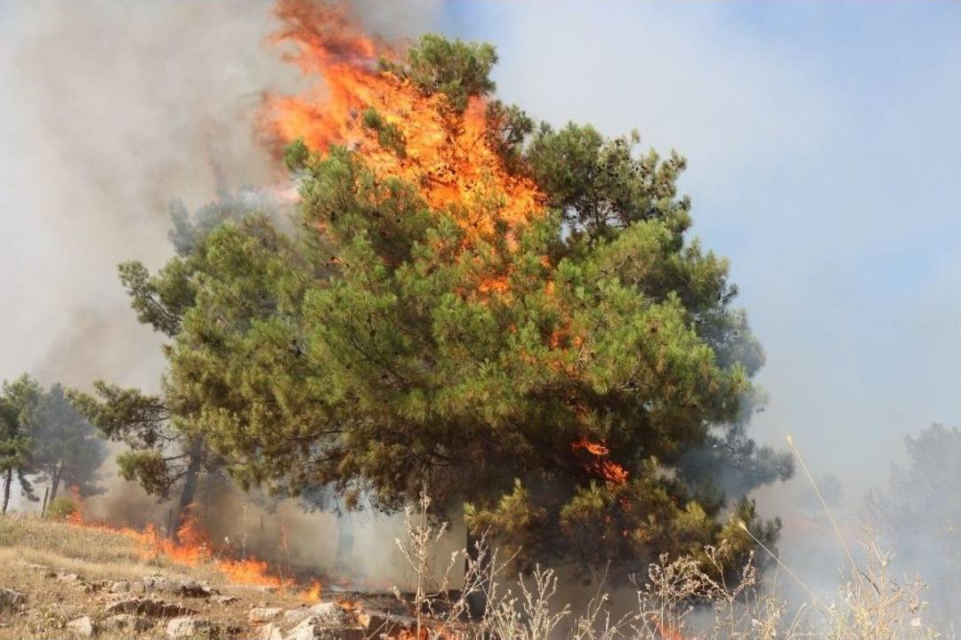 Adıyaman&rsquo;da Orman Yangını