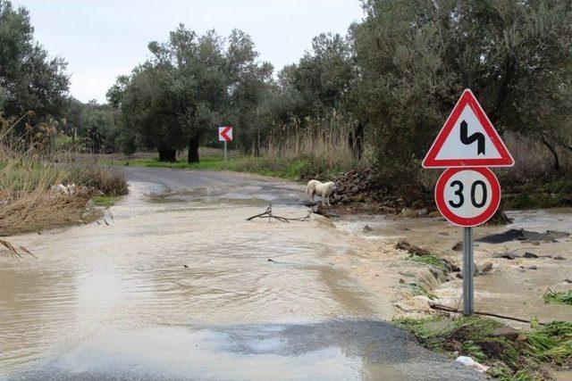 Ayvalık’ta Şiddetli Yağış Ekili Arazileri Vurdu