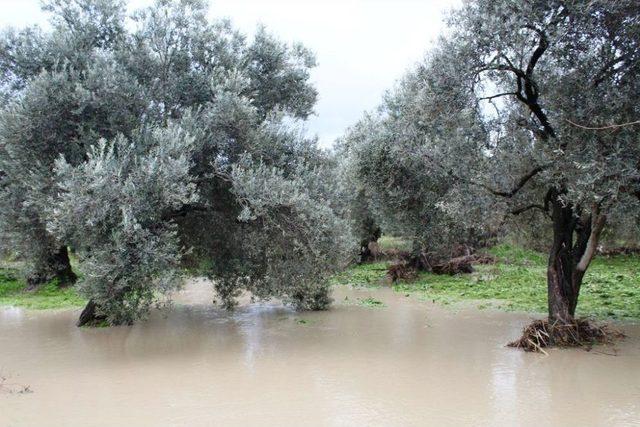 Ayvalık’ta Şiddetli Yağış Ekili Arazileri Vurdu