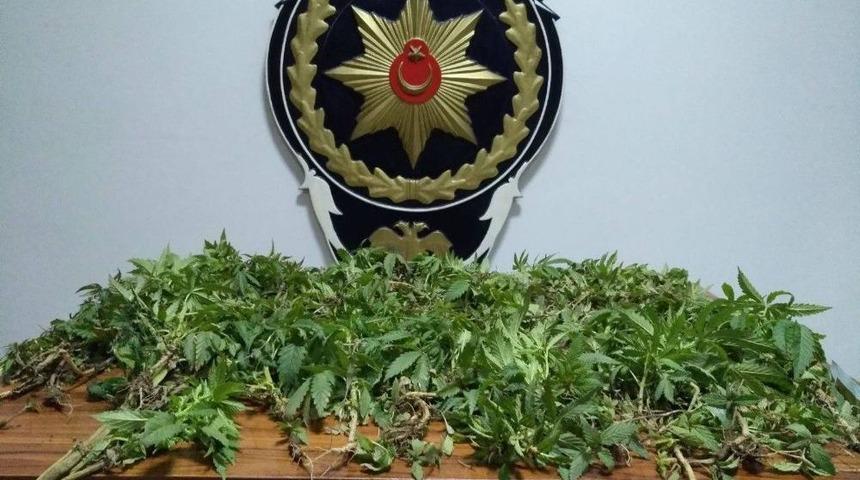 Tokat&rsquo;ta Uyuşturucu Operasyonu: 12 G&ouml;zaltı