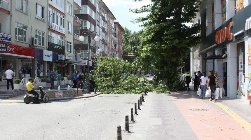 Dev Ağacın Dalı Kırıldı, Cadde Trafiğe Kapandı