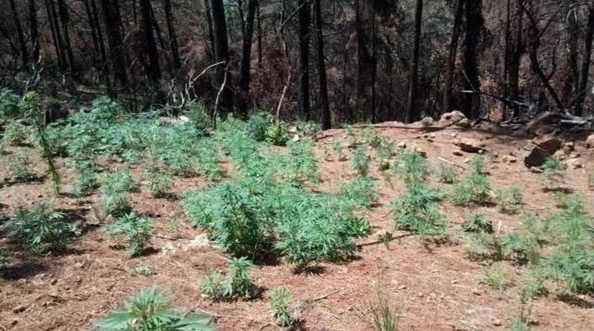 Hatay&rsquo;ın 3 İl&ccedil;esinde Uyuşturucu Operasyonu