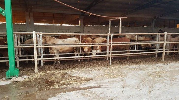 Kocaeli’de Çiftlikte Çıkan Yangın 3 Saat Sonra Kontrol Altına Alındı G1